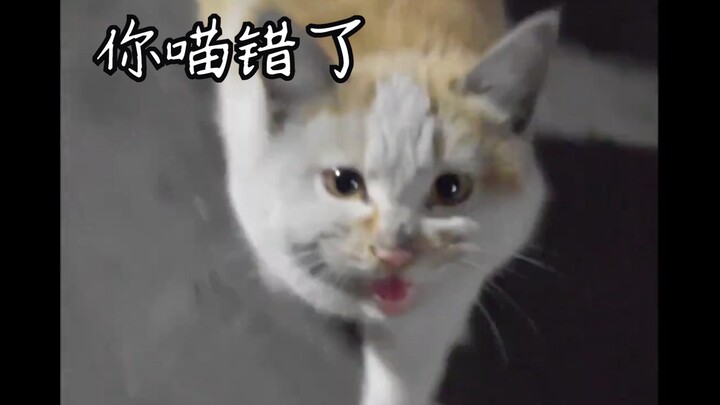 The grammatical error made the cat anxious and lost the doll