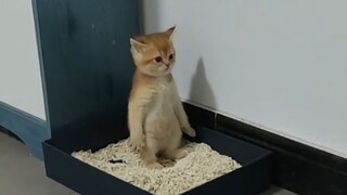 Anak kucing itu pasti punya alasan untuk buang air besar seperti ini!