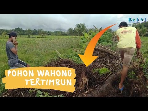Menemukan Pohon Wahong yang Tertimbun Berbulan-bulanan