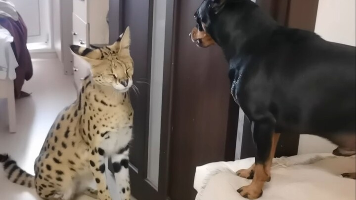 A lonely, pitiful little kitten (cute, fragile, and helpless)