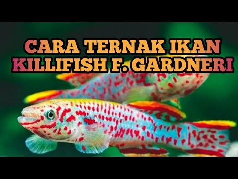 Cara Ternak Ikan Killifish F.Garneri
