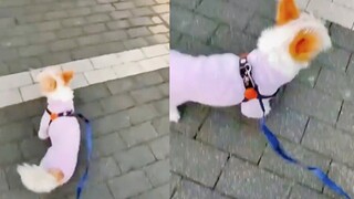 朴彩英：女明星遛狗，溢出屏幕的笑声！