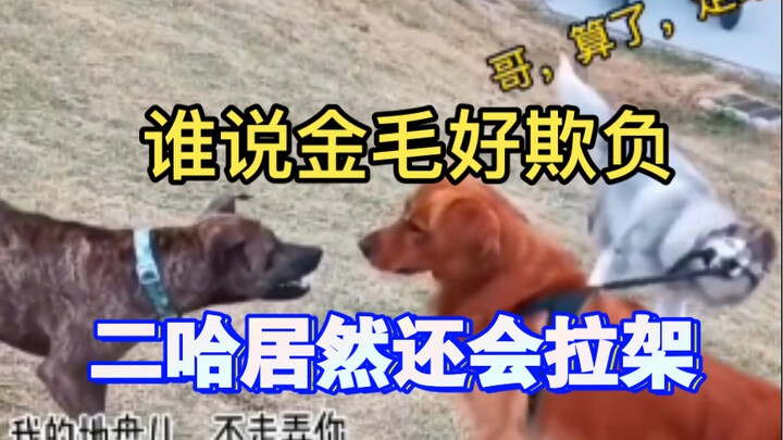 Golden Retriever holds his own in a 1v3 showdown—and gets pulled apart by a Husky!