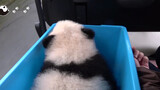 Hewan|Bayi Panda yang Lucu