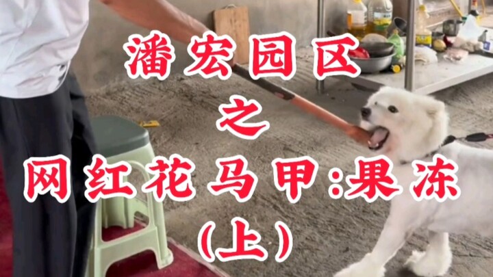 สวนพานหง แห่งมาเฟียดอกไม้เน็ตไอดอล: วุ้น (ตอนบน)