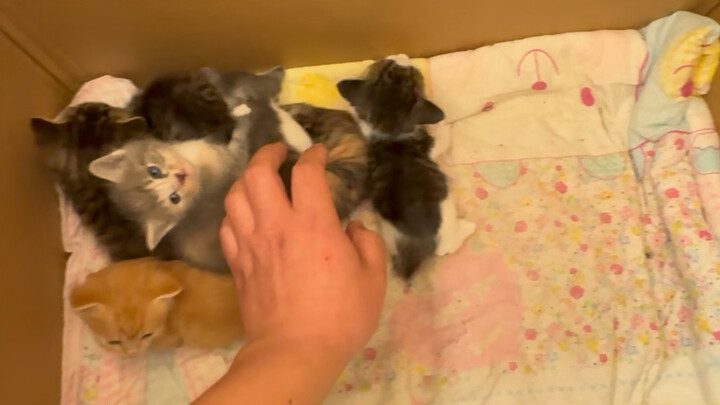 Ibu kucing yang kutemukan saat memancing melahirkan sekawan anak kucing untukku, tapi begitu selesai