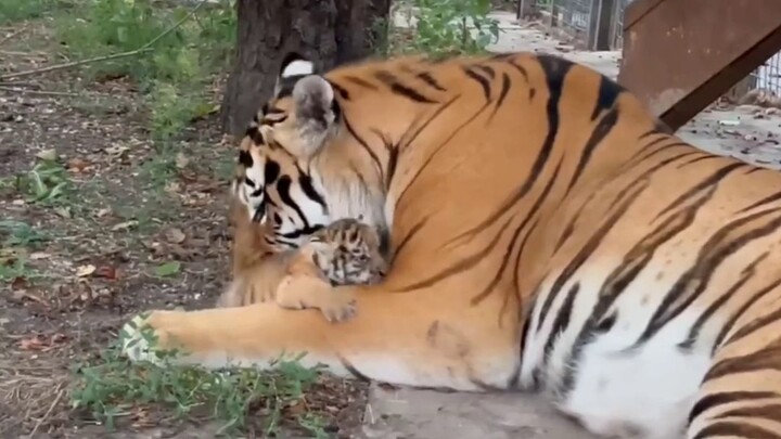 “Anak harimau diendus-endus dan dikunyah pelan-pelan oleh sang ayah” Anak harimau yang wangi seperti