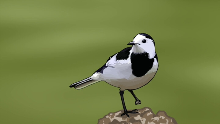 【Bird Handwriting】colours
