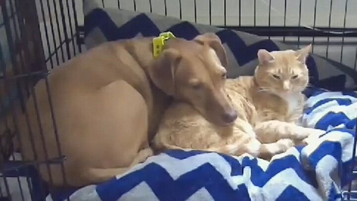 This may be the most "harmonious" cat-dog relationship in the world~