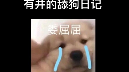 Con chó liếm láp có bệnh