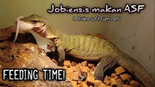 Varanus jobiensis makan Afrika soft furr rat