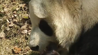 Ternyata bambu muda disebut seperti ini