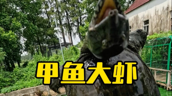 อานุภาพของหัวใจไก่เหม็น