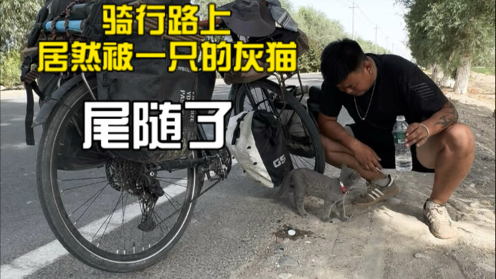 Saat bersepeda, aku bertemu seekor kucing abu-abu besar yang terus mengikutiku. Kucing abu-abu itu b