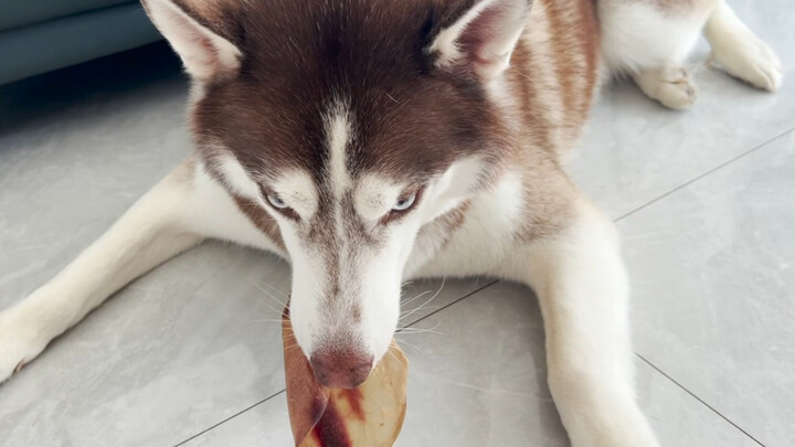 Husky: My teeth aren’t great—how am I supposed to eat something this hard?