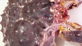 Yêu nhau thì phải hôn môi, ăn cua hoàng đế thì phải ăn chân! Cua hoàng đế ngâm sống cuối cùng cũng đ