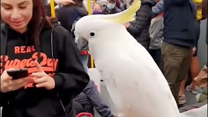 Cute Cockatoo Loves Taking the Subway