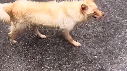 بعد أن قُطِع لسان الكلب وهرب، وجد أخيرًا فتاة جميلة تنقذه #إنقاذ_الكلاب #إذا_لم_تحب_فلا_تؤذِ #تابعني