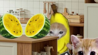 Kucing Pisang tidak sengaja membeli semangka kuning