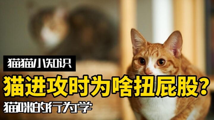 猫猫的攻击前摇：猫在进攻前，为啥要扭屁股？