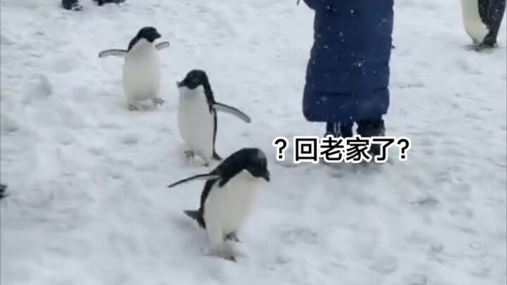 เพนกวิน: พี่น้องทั้งหลาย ตอนนี้เราอยู่ที่เทียนจินหรือกลับไปแอนตาร์กติกาแล้วกัน?
