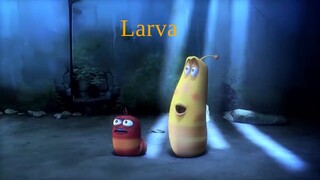 LARVA TUBA