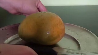 Mango 🥭 Plant Germination