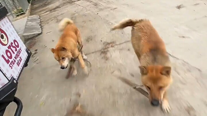 Chú cún: Cũng vì ăn phải thiệt thòi của mạng mà ra