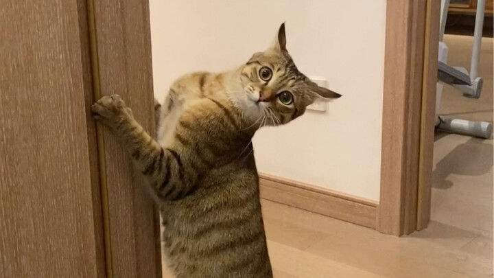 Aaaahhh, I have the cutest little cat in the whole world!!!