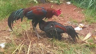 wilah perdana baru turun kandang.braninya sama ayam tua.belajar mukul dan tahan di pukul.