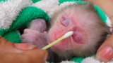 Deeply Love & Care!! Mom applies medical cream on tiny adorable Luca's wounded, Wish him better soon