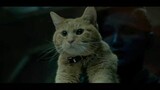 [Cảnh Bom Tấn] Đây Không Phải là Mèo Mà Là Flerken, Độ Nguy Hiểm Cao