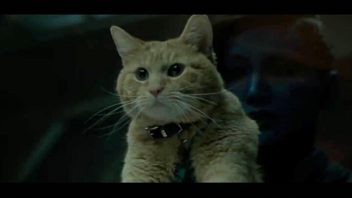 The orange cat is actually a Flerken?