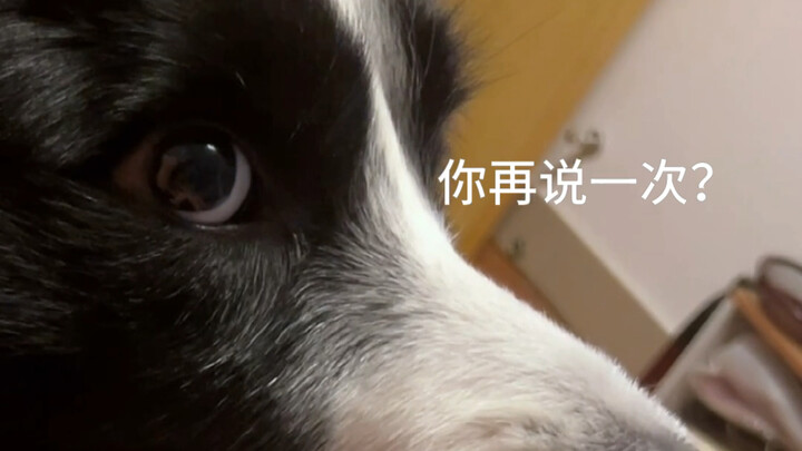 When you praise someone for being well-behaved in front of a Border Collie