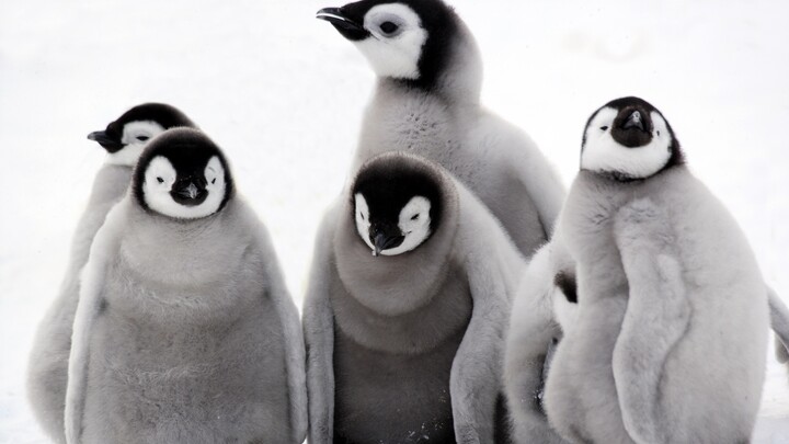 Antarctic Baby
