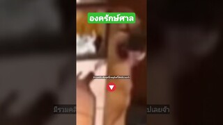 ^มีรวมคลิปเต็มชุดนี้กดดูลิงค์ด้านบนเลยจ้า^ องครักษ์ศาล
