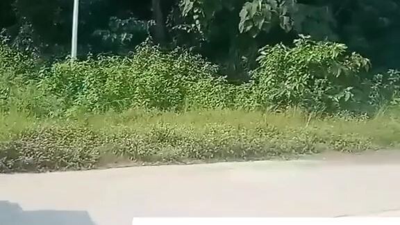 mautak