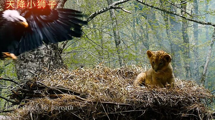 “It turns out that all living things have a spirit!”