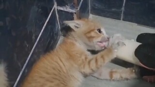 Kitten: I'm going all out for you—wait... I'm willing to be your little sidekick.