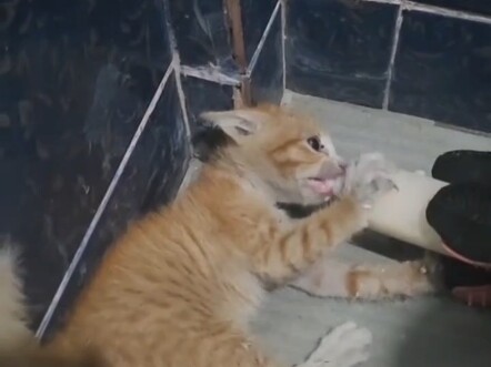 小猫：我跟你搏命了，等等…我愿意做你的小跟班