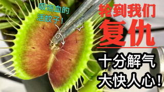 活捉吸饱血的蚊子，喂捕蝇草！轮到你被榨干了！令人极其舒适