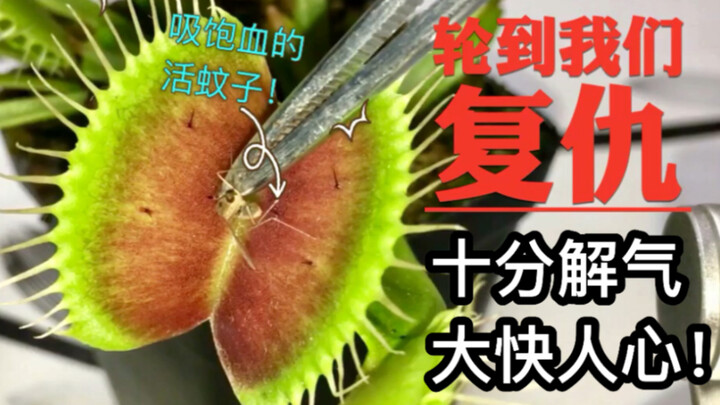 จับยุงดูดเลือดเป็นๆ แล้วเอาไปให้ต้นกาบหอยกิน! ถึงเวลาบีบให้แห้งแล้ว! สบายสุดๆ