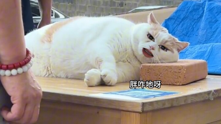 Lời nói tử tế tạo nên mối quan hệ tốt đẹp, nhưng lời nói tệ hại làm tổn thương mèo
