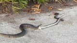 งูกินกบและงู #Funny