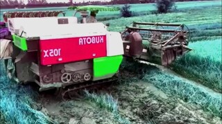 Quay Cảnh Nông Dân Kiên Giang l Tới Ngày Cắt Lúa, Mà Lúa Sập Bị Lún Lầy l Bà Con Ăn Ngủ Không Yên