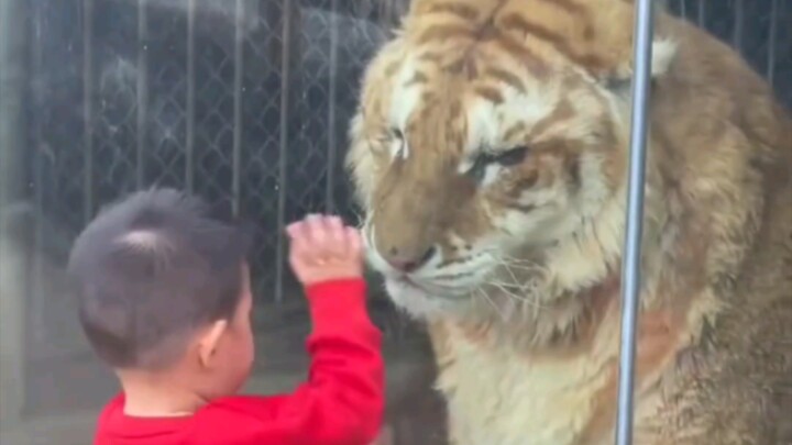 Big orange cat, want to pet