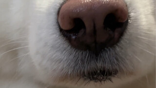 Randomly giving a kiss to a passing netizen