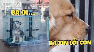 Đần Con Thông Minh | Câu Chuyện Cảm Động Của Lộ Hổ Và Chú Chó Con | Yêu Lu