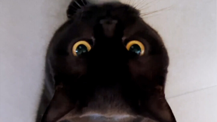 这只小黑猫像个宝宝，背着小奶瓶在家里晃来晃去，可爱的一批！