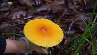 I heard that you can't sleep without watching mushroom picking.